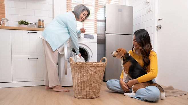 Beagle dog helping people in the house put clothes into the washing machine.