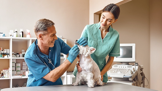 A kind and positive middle-aged vet checking teeth of a small dog while his young female assistant keeping a patient at the veterinary clinic. 